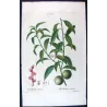 Portfolio  Of Eight Original Peach Plates (Persica vulgaris) – Complete Botanical Study by Pancrace Bessa (c.1801–1819)
