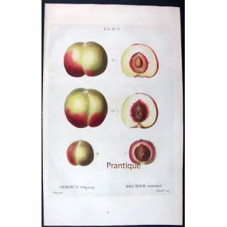 Pancrace Bessa – Complete Set of 8 Peach Engravings