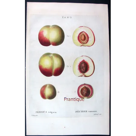 Pancrace Bessa – Complete Set of 8 Peach Engravings