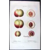 Portfolio  Of Eight Original Peach Plates (Persica vulgaris) – Complete Botanical Study by Pancrace Bessa (c.1801–1819)