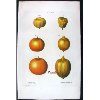 Rare Cedrats & Lemons (9 Plates) – Pancrace Bessa Citrus Portfolio