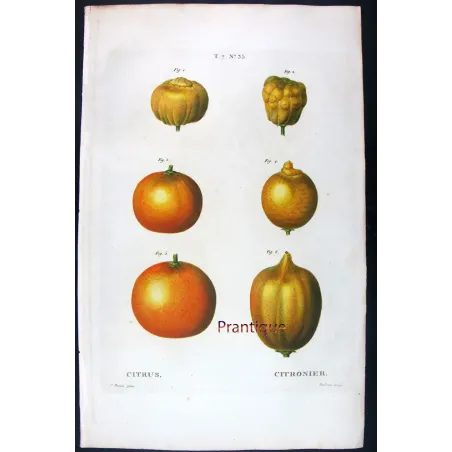 Rare Cedrats & Lemons (9 Plates) – Pancrace Bessa Citrus Portfolio