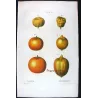 Portfolio of Nine Original Citrus Plates – Rare Cedrats & Lemons by Pancrace Bessa (c.1801–1819)