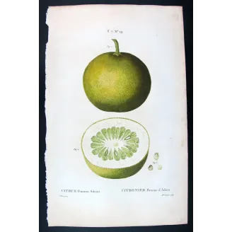 Rare Cedrats & Lemons (9 Plates) – Pancrace Bessa Citrus Portfolio