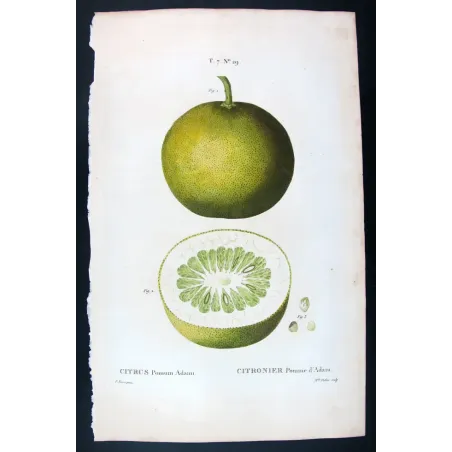 Rare Cedrats & Lemons (9 Plates) – Pancrace Bessa Citrus Portfolio