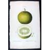 Portfolio of Nine Original Citrus Plates – Rare Cedrats & Lemons by Pancrace Bessa (c.1801–1819)