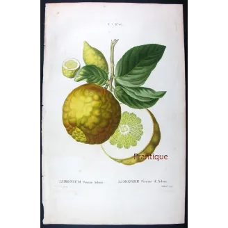 Rare Cedrats & Lemons (9 Plates) – Pancrace Bessa Citrus Portfolio