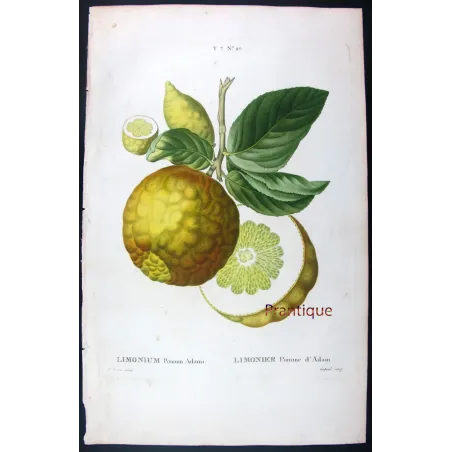 Rare Cedrats & Lemons (9 Plates) – Pancrace Bessa Citrus Portfolio