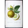 Portfolio of Nine Original Citrus Plates – Rare Cedrats & Lemons by Pancrace Bessa (c.1801–1819)