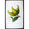 Portfolio of Nine Original Citrus Plates – Rare Cedrats & Lemons by Pancrace Bessa (c.1801–1819)