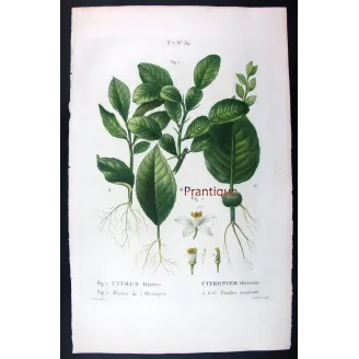 Rare Cedrats & Lemons (9 Plates) – Pancrace Bessa Citrus Portfolio