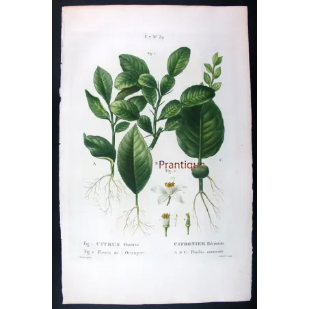 Rare Cedrats & Lemons (9 Plates) – Pancrace Bessa Citrus Portfolio
