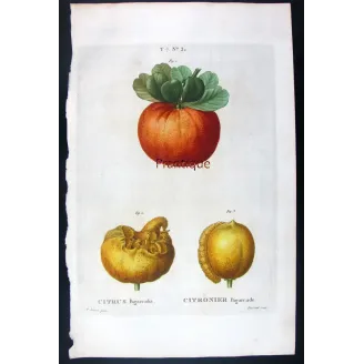 Rare Cedrats & Lemons (9 Plates) – Pancrace Bessa Citrus Portfolio