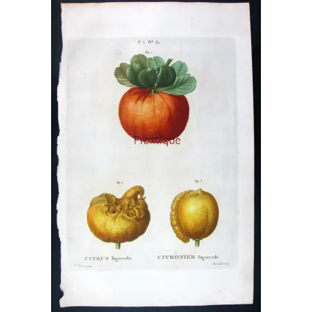 Rare Cedrats & Lemons (9 Plates) – Pancrace Bessa Citrus Portfolio