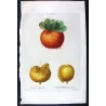 Portfolio of Nine Original Citrus Plates – Rare Cedrats & Lemons by Pancrace Bessa (c.1801–1819)
