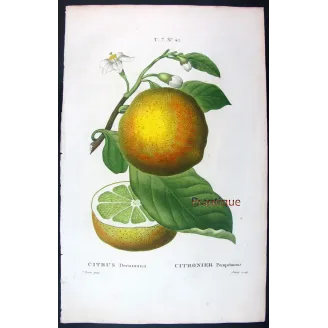Rare Cedrats & Lemons (9 Plates) – Pancrace Bessa Citrus Portfolio