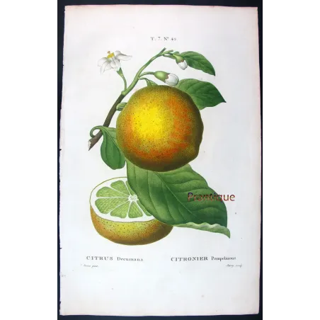 Rare Cedrats & Lemons (9 Plates) – Pancrace Bessa Citrus Portfolio