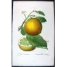 Portfolio of Nine Original Citrus Plates – Rare Cedrats & Lemons by Pancrace Bessa (c.1801–1819)