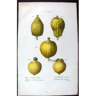 Rare Cedrats & Lemons (9 Plates) – Pancrace Bessa Citrus Portfolio