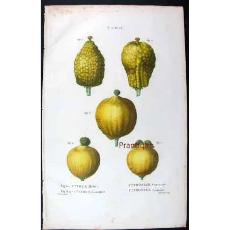 Rare Cedrats & Lemons (9 Plates) – Pancrace Bessa Citrus Portfolio