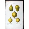 Portfolio of Nine Original Citrus Plates – Rare Cedrats & Lemons by Pancrace Bessa (c.1801–1819)