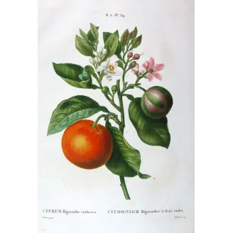 Pancrace Bessa – Rameau du Bigaradier, hand-colored engraving, early 19th century