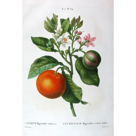 Pancrace Bessa – Rameau du Bigaradier, hand-colored engraving, early 19th century
