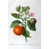Pancrace Bessa – Rameau du Bigaradier, hand-colored engraving, early 19th century