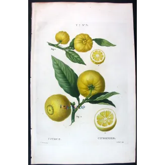 Oranges & Bigarades (8 Plates) – Pancrace Bessa Citrus Ensemble