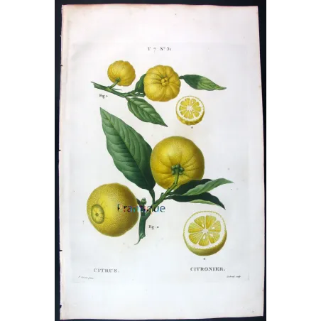 Oranges & Bigarades (8 Plates) – Pancrace Bessa Citrus Ensemble