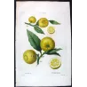 Portfolio Of Eight Original Citrus Plates – Oranges & Bigarades by Pancrace Bessa (c.1801–1819)