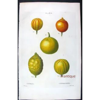 Oranges & Bigarades (8 Plates) – Pancrace Bessa Citrus Ensemble