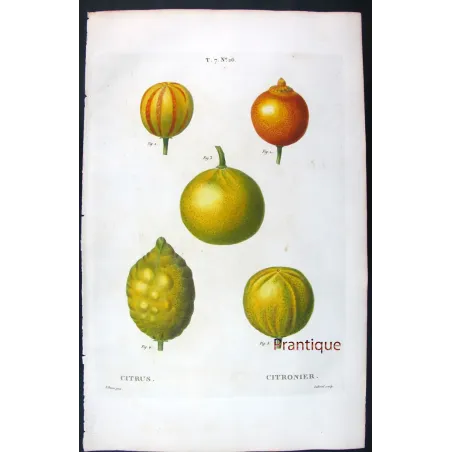 Oranges & Bigarades (8 Plates) – Pancrace Bessa Citrus Ensemble
