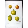 Portfolio Of Eight Original Citrus Plates – Oranges & Bigarades by Pancrace Bessa (c.1801–1819)