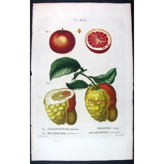 Oranges & Bigarades (8 Plates) – Pancrace Bessa Citrus Ensemble