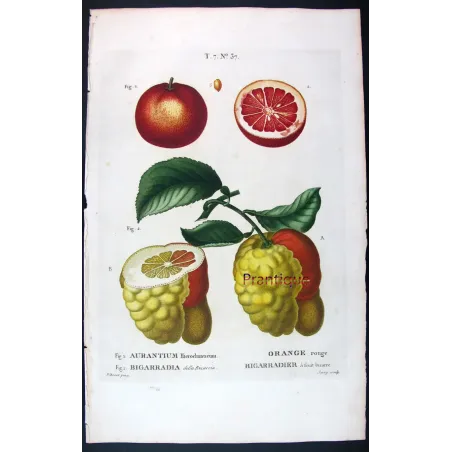Oranges & Bigarades (8 Plates) – Pancrace Bessa Citrus Ensemble
