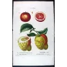 Portfolio Of Eight Original Citrus Plates – Oranges & Bigarades by Pancrace Bessa (c.1801–1819)