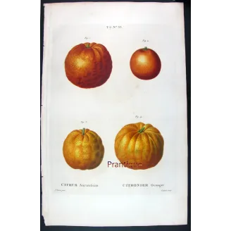 Oranges & Bigarades (8 Plates) – Pancrace Bessa Citrus Ensemble