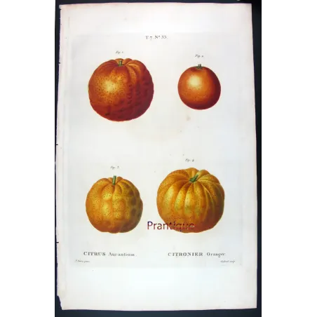 Oranges & Bigarades (8 Plates) – Pancrace Bessa Citrus Ensemble
