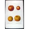 Portfolio Of Eight Original Citrus Plates – Oranges & Bigarades by Pancrace Bessa (c.1801–1819)