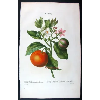 Oranges & Bigarades (8 Plates) – Pancrace Bessa Citrus Ensemble