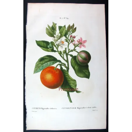 Oranges & Bigarades (8 Plates) – Pancrace Bessa Citrus Ensemble