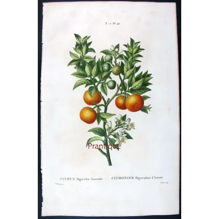 Oranges & Bigarades (8 Plates) – Pancrace Bessa Citrus Ensemble