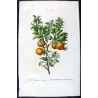 Portfolio Of Eight Original Citrus Plates – Oranges & Bigarades by Pancrace Bessa (c.1801–1819)