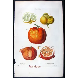 Oranges & Bigarades (8 Plates) – Pancrace Bessa Citrus Ensemble