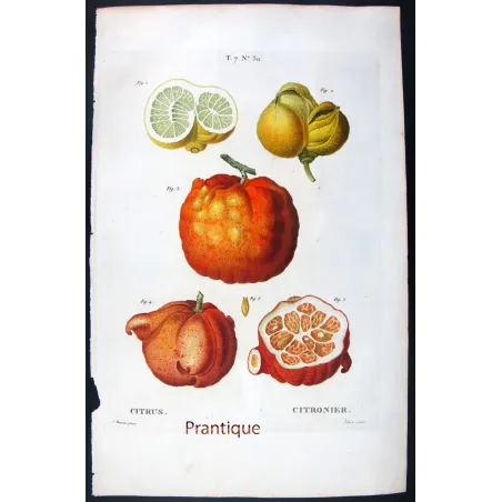 Oranges & Bigarades (8 Plates) – Pancrace Bessa Citrus Ensemble