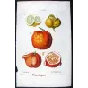 Portfolio Of Eight Original Citrus Plates – Oranges & Bigarades by Pancrace Bessa (c.1801–1819)