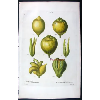Oranges & Bigarades (8 Plates) – Pancrace Bessa Citrus Ensemble