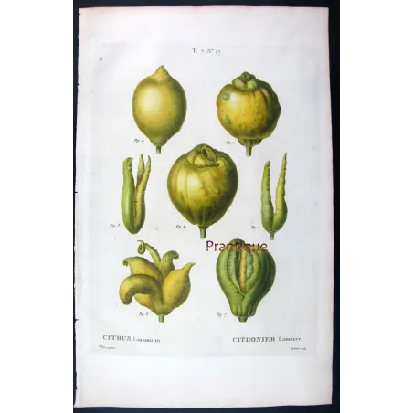 Oranges & Bigarades (8 Plates) – Pancrace Bessa Citrus Ensemble