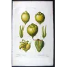 Portfolio Of Eight Original Citrus Plates – Oranges & Bigarades by Pancrace Bessa (c.1801–1819)